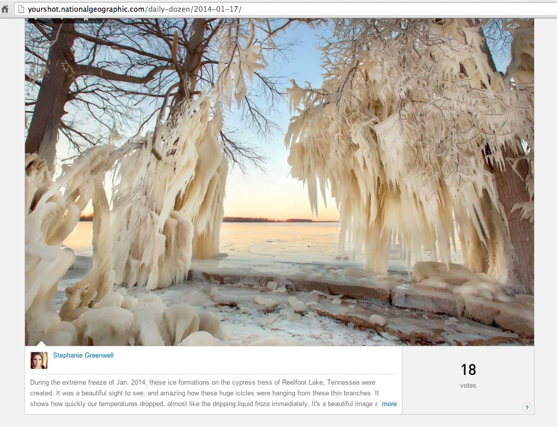 national geographic ice trees daily dozen reelfoot lake landscape southeast missouri photographer stephanie greenwell