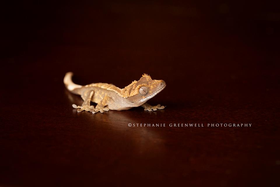 macro photography gecko lizard details southeast missouri photographers