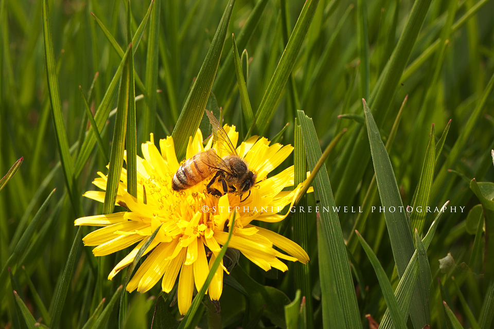 macro photography ladybug on dandelion southeast missouri photographer stephanie greenwell