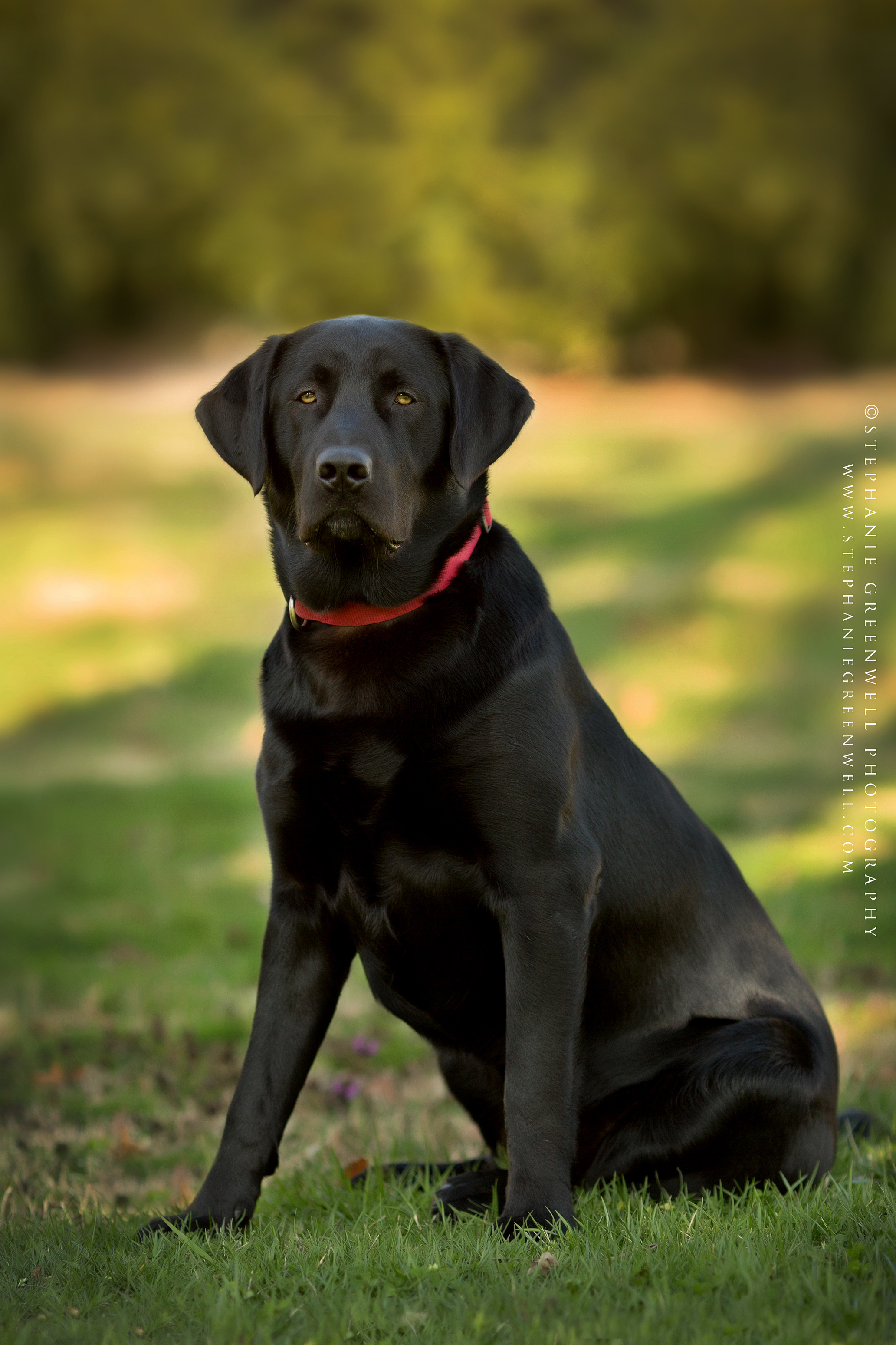 drake dog family black labrador lab stephanie greenwell photography southeast missouri