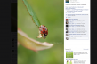 macro photography facebook screenshot southeast missouri photographer stephanie greenwell